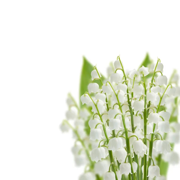 Lilly of the valley flowers — Stock Photo, Image