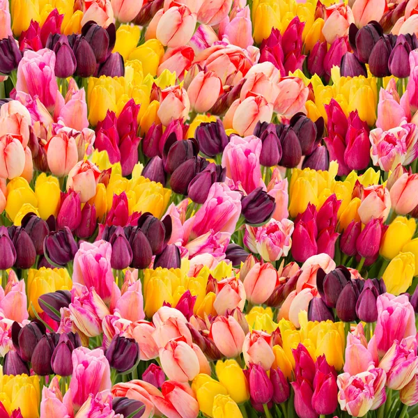 Bunch of spring tulips background — Stock Photo, Image