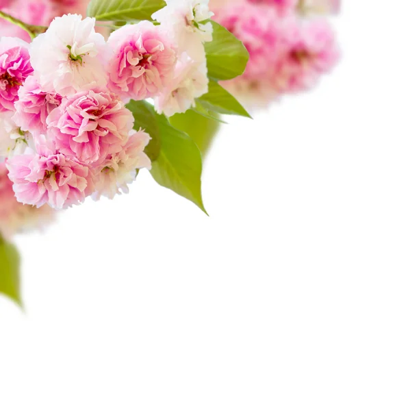 Kwitnąca drzewo wiśniowe kwiaty — Zdjęcie stockowe