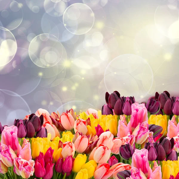 Tulipani primaverili su colofful bokeh blu — Foto Stock