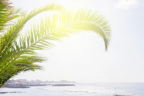 Seascape med palm tree — Stockfoto