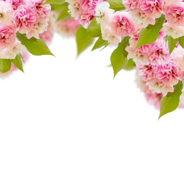 Flores de cerezo en flor —  Fotos de Stock