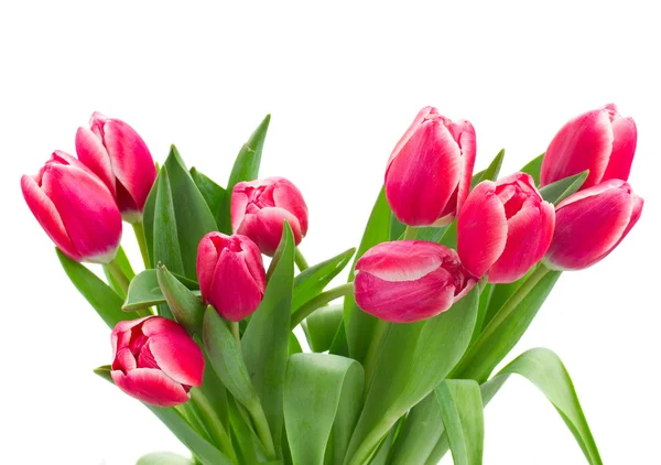 Red   tulips bouquet close up — Stock Photo, Image