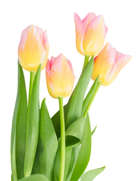 Close up of yellow and pink tulips — Stock Photo, Image