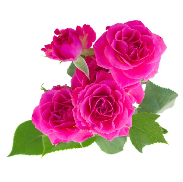 गुलाबी गुलाब की झाड़ी — स्टॉक फ़ोटो, इमेज