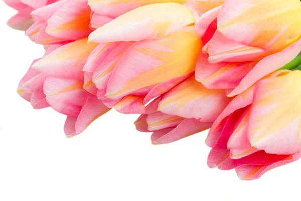 Μπουμπούκια του κίτρινου και ροζ τουλίπες — Φωτογραφία Αρχείου