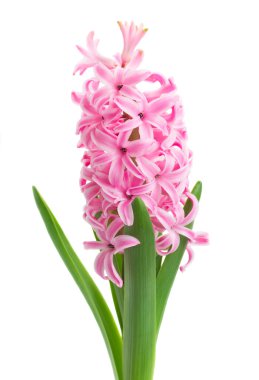pembe sümbül çiçekleri