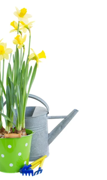 Pot of daffodils with gardening tools — Stock Photo, Image