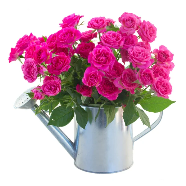 Posy of blossoming pink roses in watering can — Stock Photo, Image