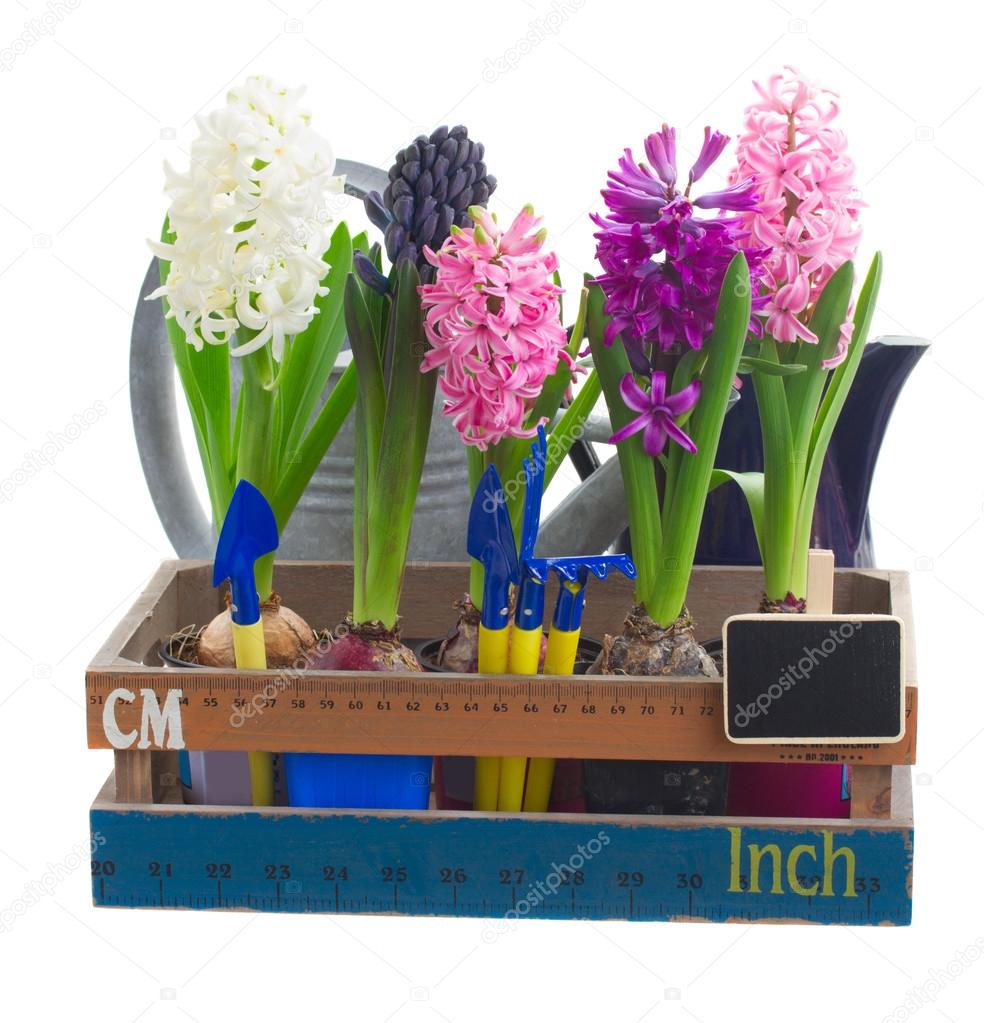 Set of  hyacinth flowers