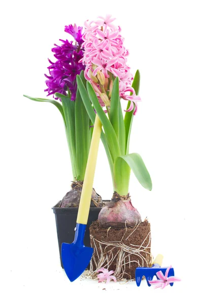 Gardening tools with hyacinth — Stock Photo, Image