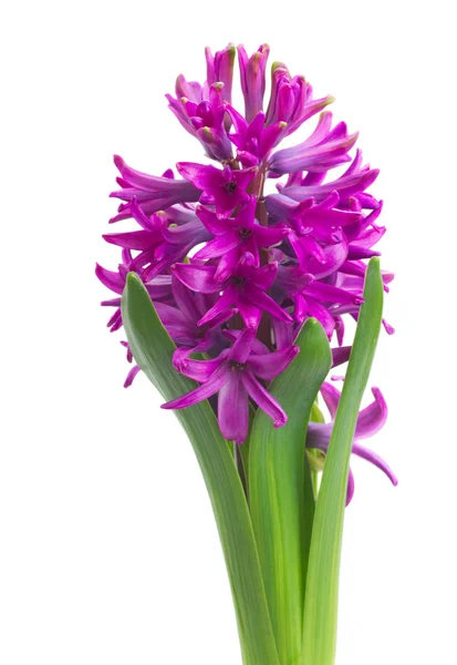 Гіацинт фіолетові квіти — стокове фото