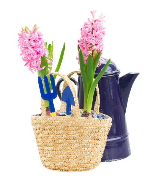 Gardening tools with hyacinth — Stock Photo, Image