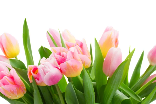 Žluté a růžové tulipány hranice — Stock fotografie
