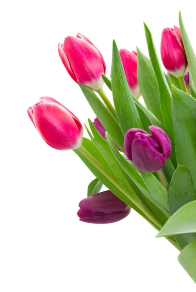 Pink   and violet tulips — Stock Photo, Image