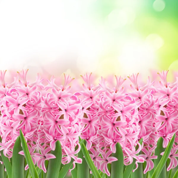 ヒヤシンスのピンクの花の庭 — ストック写真