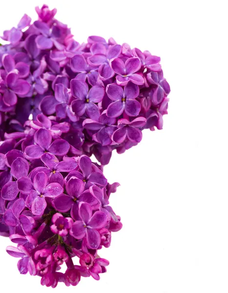 Fioletowe kwiaty bzu z bliska — Zdjęcie stockowe