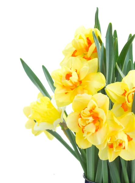 Spring narcissus close up — Stock Photo, Image