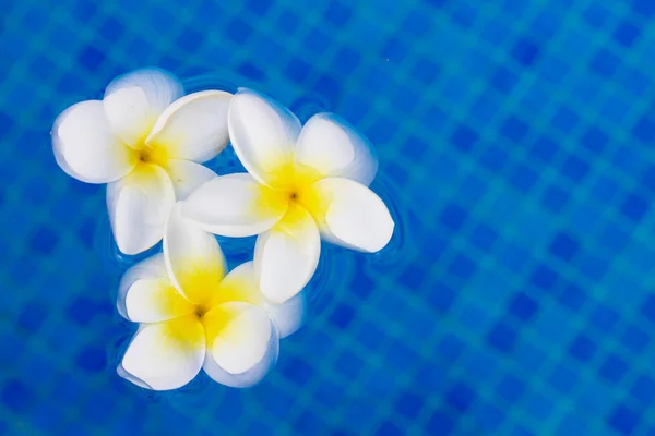 Fresh  frangipani flowers  on blue water — Stock Photo, Image