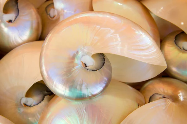 Prehistoric nautilus shell — Stock Photo, Image