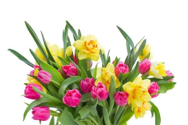 Grono różowe tulipany i żonkile żółty — Zdjęcie stockowe