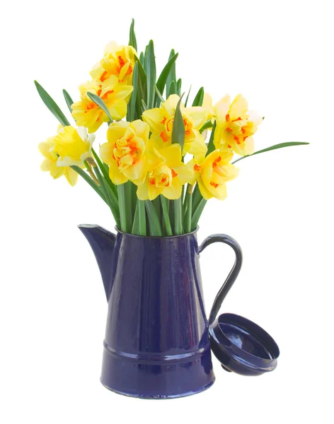 Narcissus bloemen in blauwe pot — Stockfoto