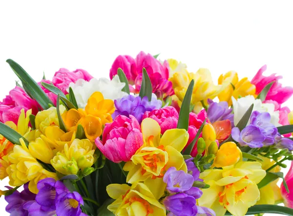 Grens met freesia en narcissen — Stockfoto