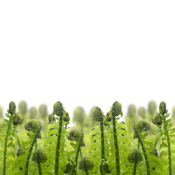 Border of green ferm sprouts — Stock Photo, Image