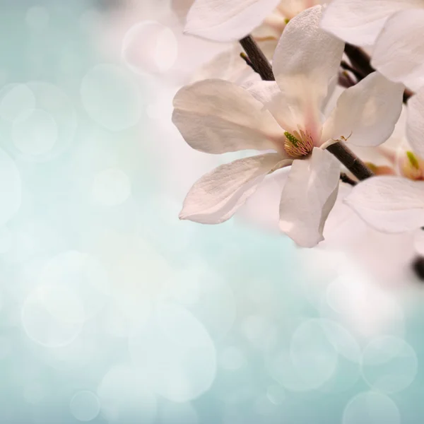 Pink magnolia flowers — Stock Photo, Image