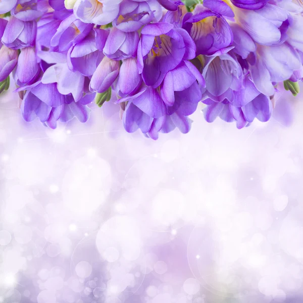 Azul freesias flores fronteira — Fotografia de Stock