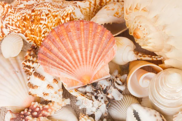 Pile of seashells — Stock Photo, Image