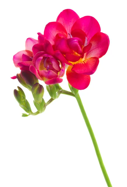 Mauve freesia flores — Fotografia de Stock