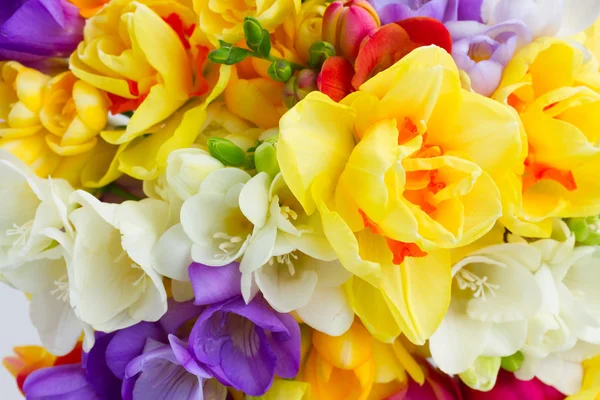 Jarní květiny zavřít — Stock fotografie
