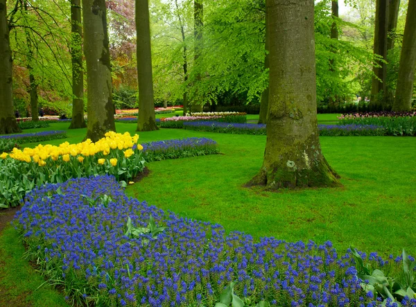 Spring flowers in holland park — Stock Photo, Image