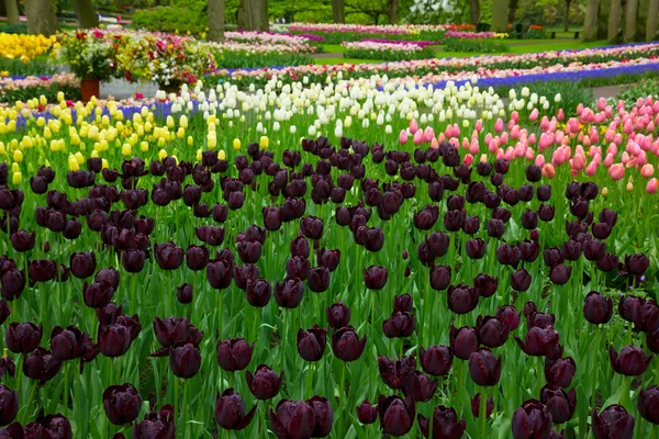 Färgglada våren blomsterrabatter med svarta tulpaner — Stockfoto