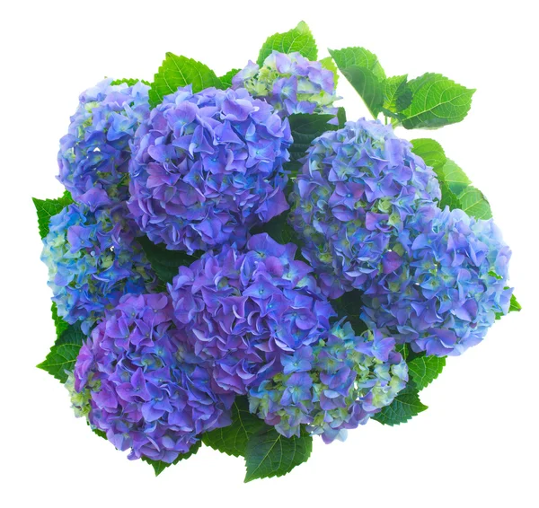 Hortensia niebieski kwiaty — Zdjęcie stockowe