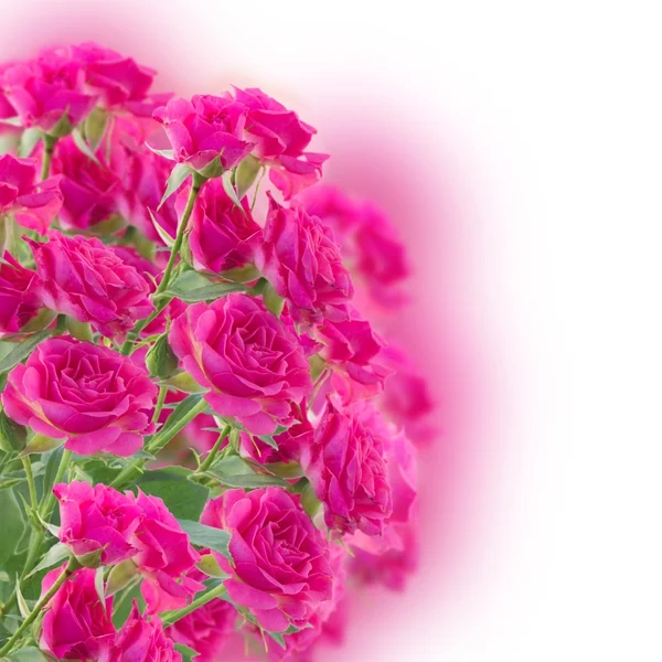 Bush av rosa rosor — Stockfoto