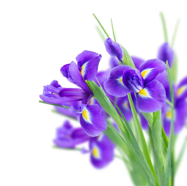 Blå iris blommor — Stockfoto