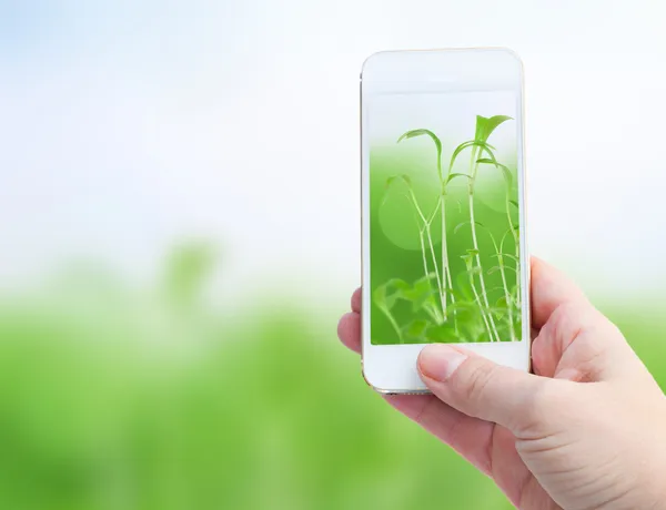 Trzymając telefon inteligentny przeciw tło wiosna zielony — Zdjęcie stockowe