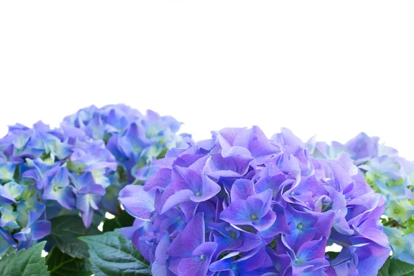 Bordure de fleurs d'hortensia bleu — Photo