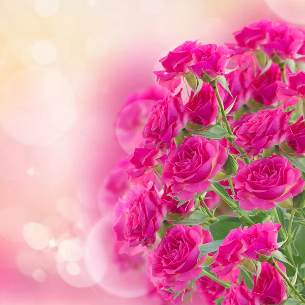 Cespuglio di rose rosa — Foto Stock