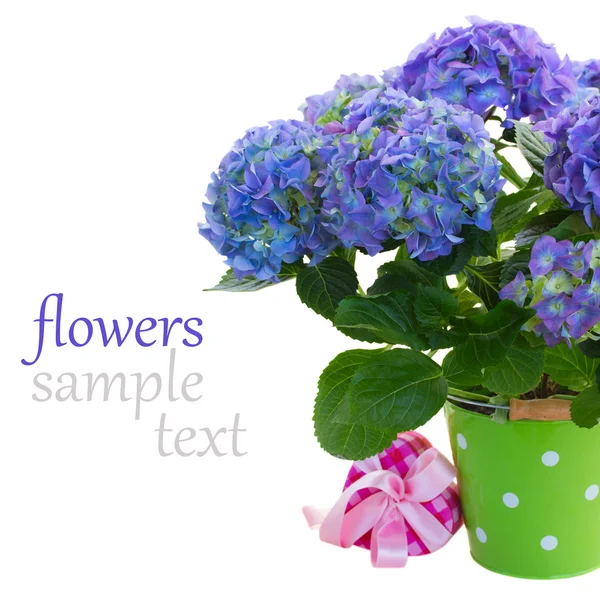 Blue hortensia flowers in green pot — Stock Photo, Image