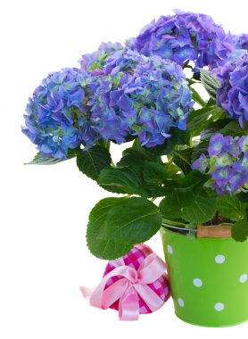 Mavi HORTENSIA yeşil ot çiçeği.