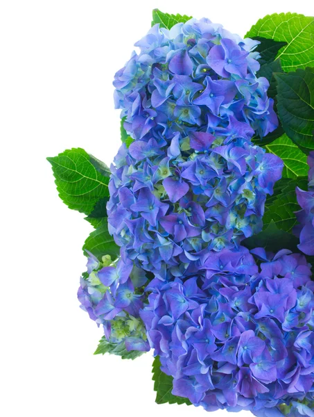 Bordure de fleurs d'hortensia bleu — Photo