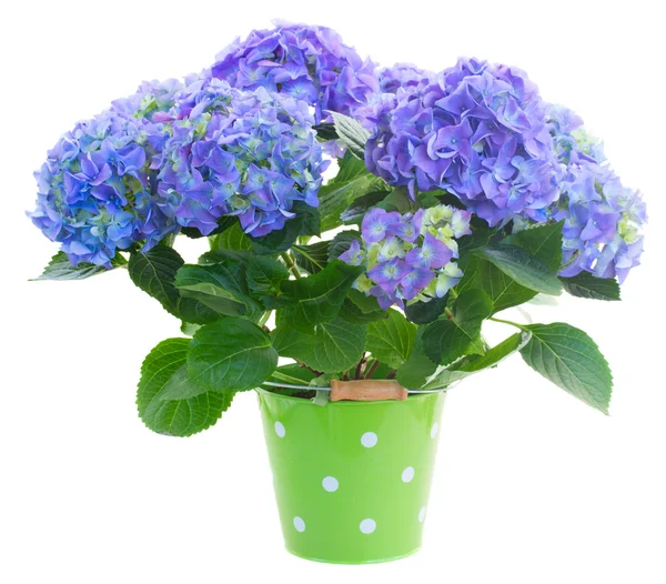 Blue hortensia flowers in green pot — Stock Photo, Image