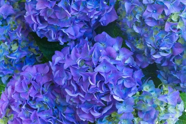 Blaue Hortensienblüten — Stockfoto