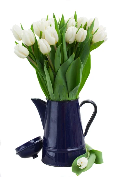 Boeket van witte tulpen in blauwe pot — Stockfoto