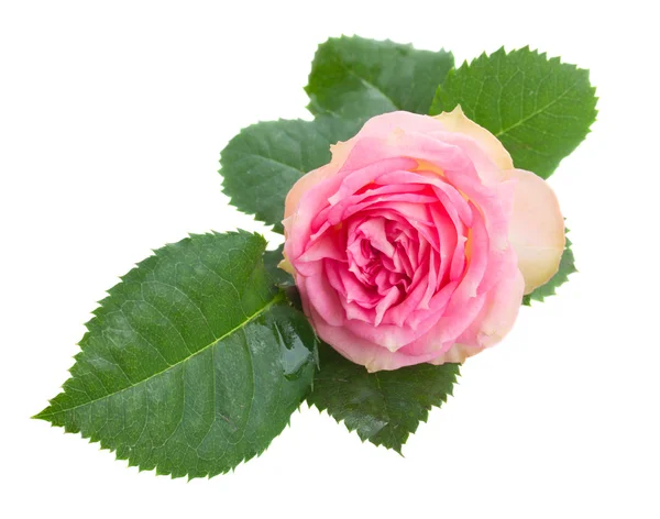 Una rosa rosa con foglie verdi — Foto Stock