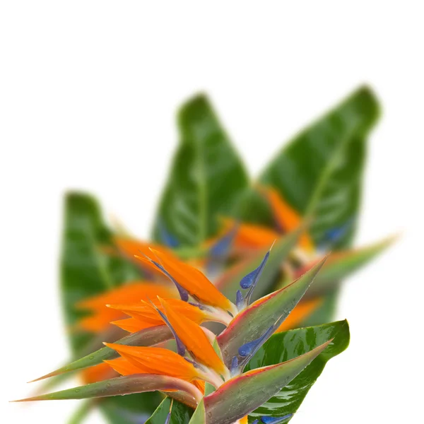 Strelitzien-Blüten — Stockfoto