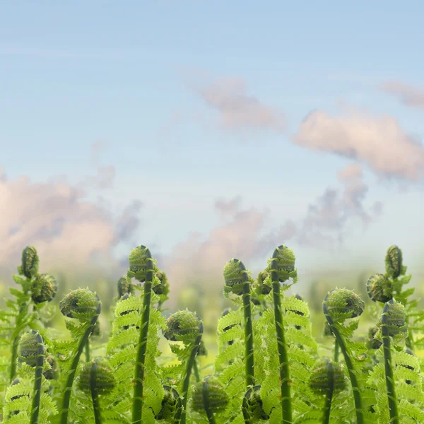 Ferm zielone kiełki pod błękitne niebo — Zdjęcie stockowe